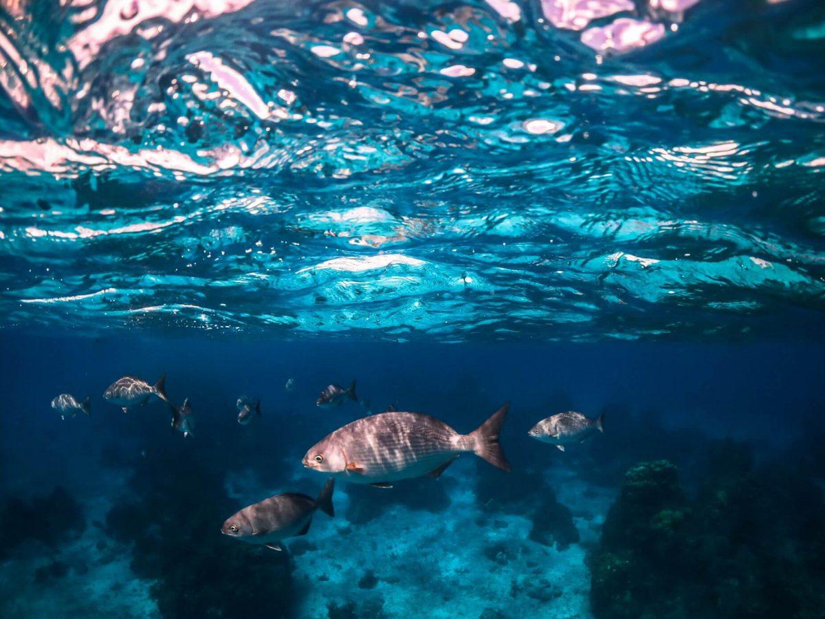 4_Hours_yacht_renal_in_Tulum_and_Puerto_Aventuras_by_Riviera_Charters_37
