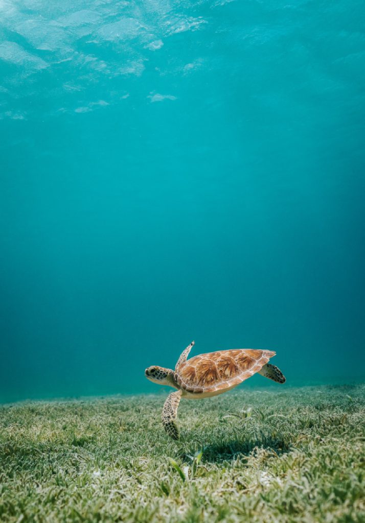 Top 5 Hidden Gems to Explore on the Riviera Maya by Yacht_2