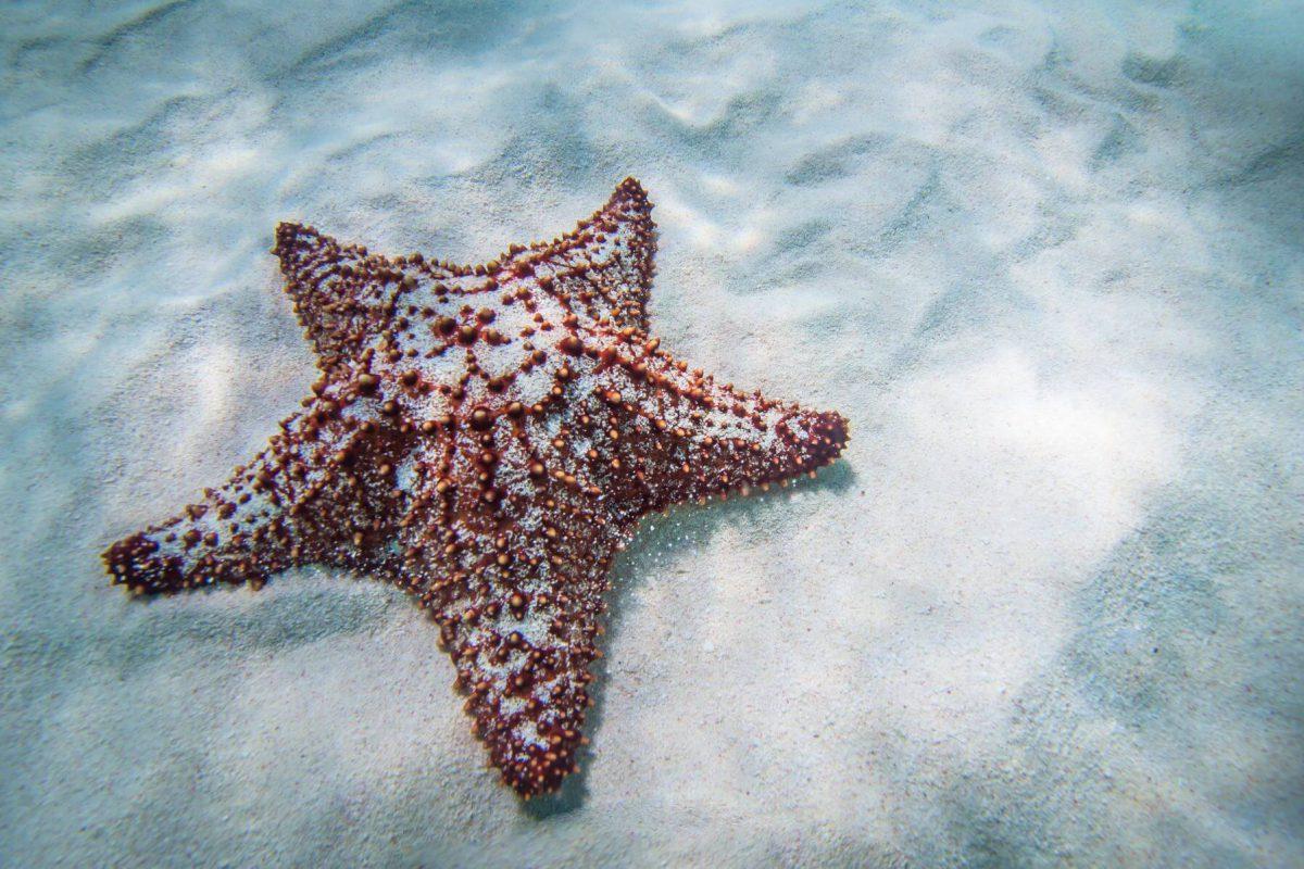 Tulum_to_Cozumel_yacht_rental_and_snorkel_tour_by_Riviera_Charters_40