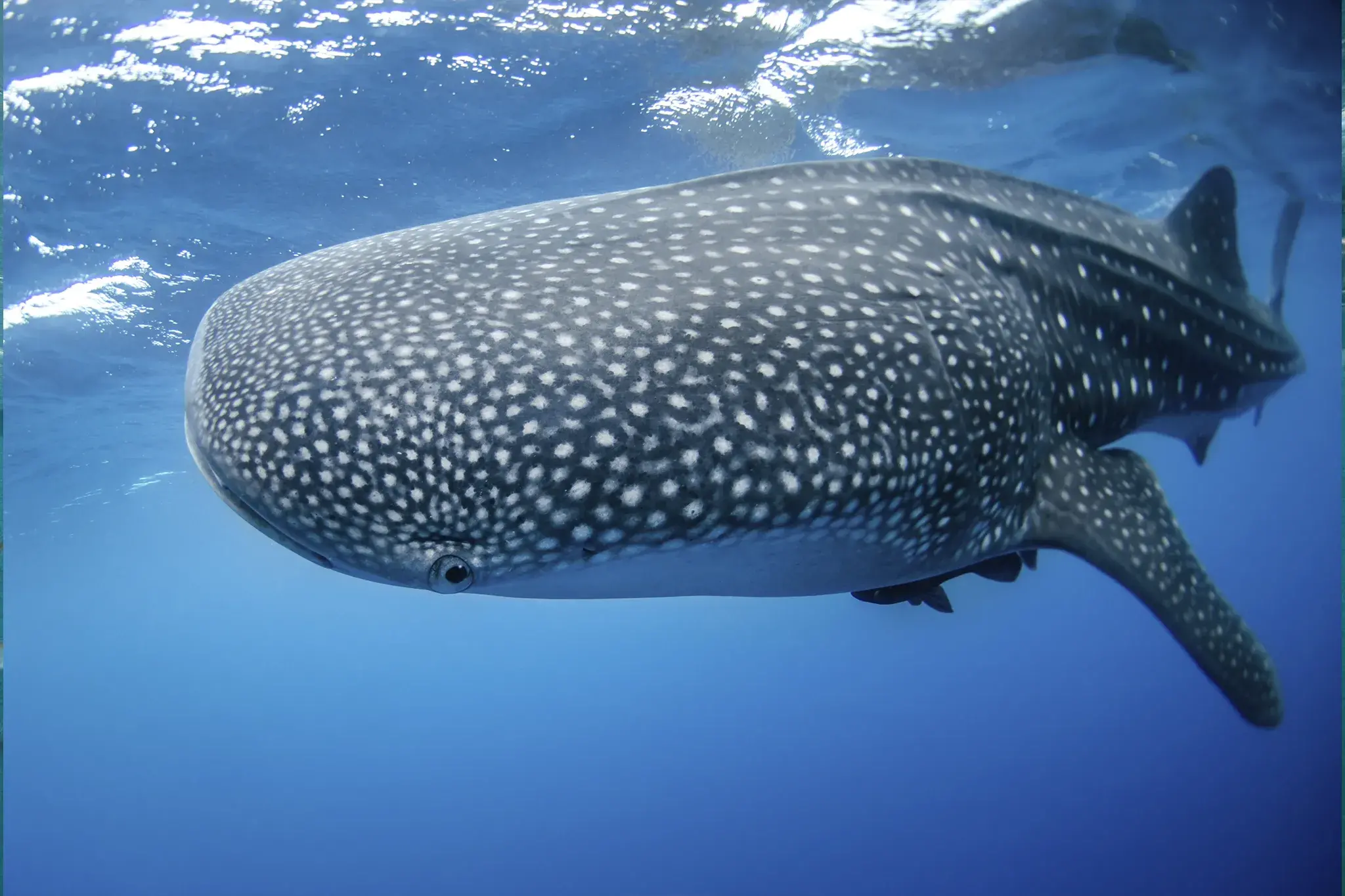 rwsjthpkw-00-whale_shark_portada